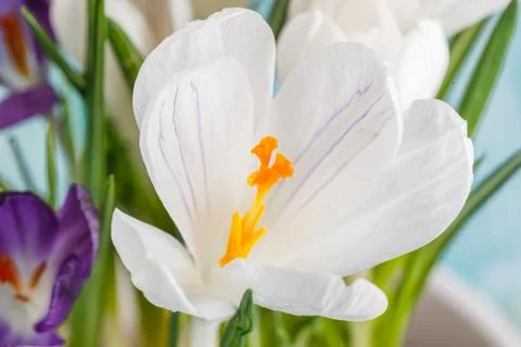 Fresh spring flowers crocuses Stock Photos