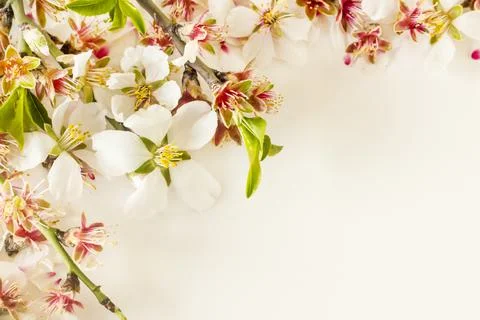 Fresh spring flowers designed on white Stock-Fotos