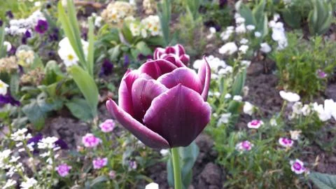 Fresh spring flowers Stock Photos