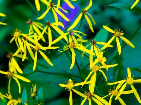Fresh spring flowers Stock Photos