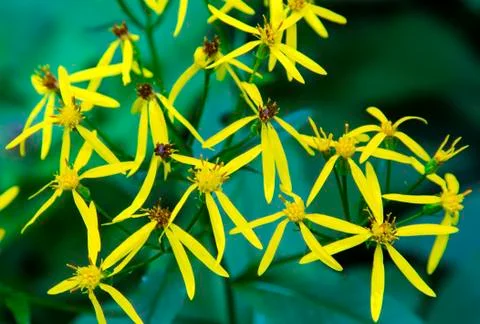 Fresh spring flowers Stock Photos