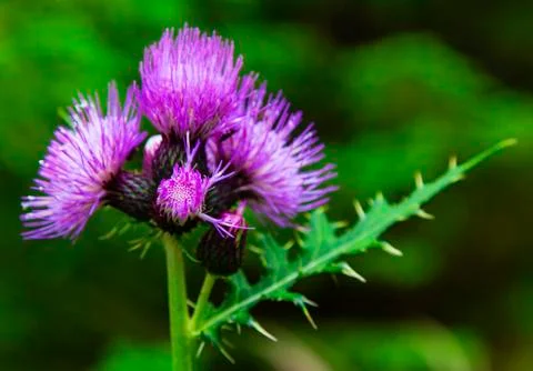 Fresh spring flowers Stock Photos