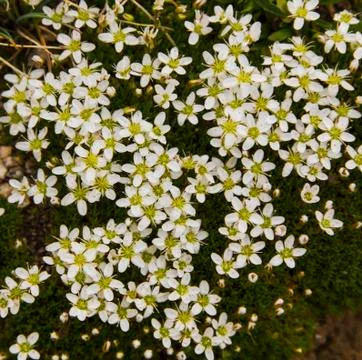 Fresh spring flowers Stock Photos