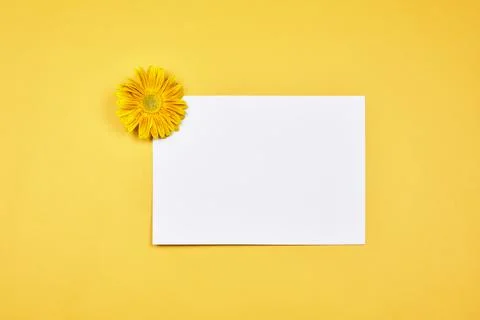 Fresh spring flowers Stock Photos