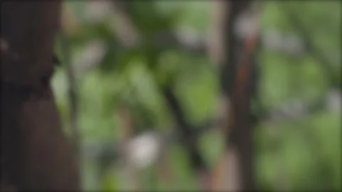 Fresh spring foliage flutters in the breeze. Stock Footage 186813117