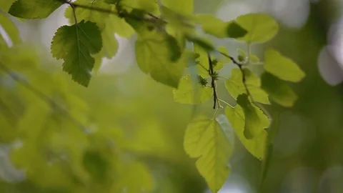 Fresh spring foliage Stock Footage 73087447