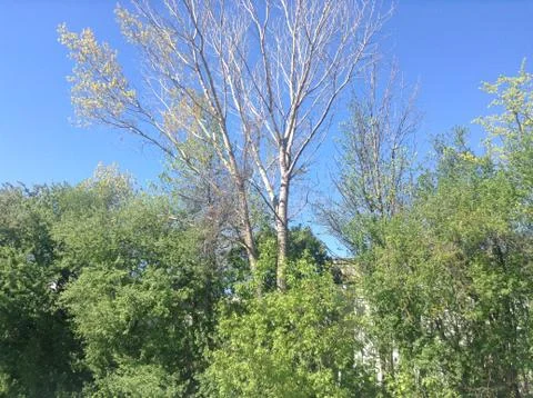 Fresh Spring Forest under Blue Sky Stock-Fotos