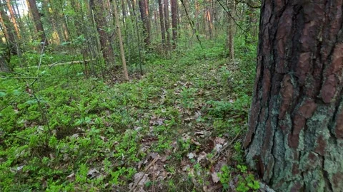 Fresh Spring Forest Walking Path Stock Footage 334098399
