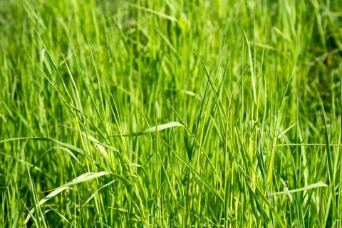 Fresh spring grass background Stock Photos