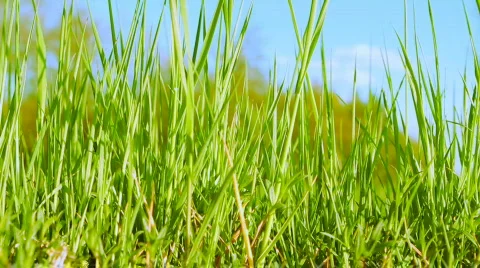 Fresh spring grass Stock Footage 699137