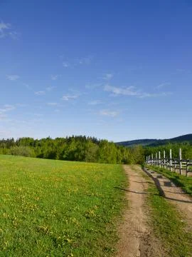 Fresh spring grass Stock Photos