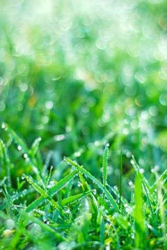 Fresh spring grass Stock Photos