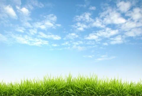 Fresh spring grass Foto stock