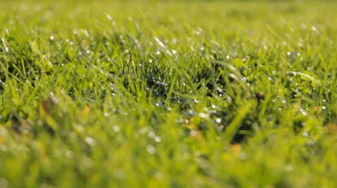 Fresh spring grass in sunlight Stock Footage 36150335