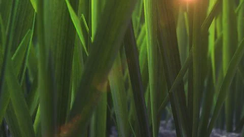 Fresh spring green grass background Illustrazione stock