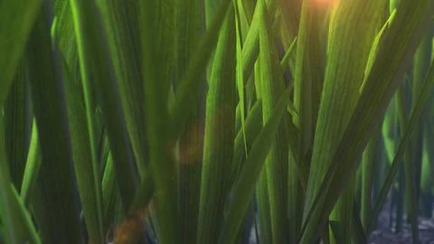Fresh spring green grass background 库存插图