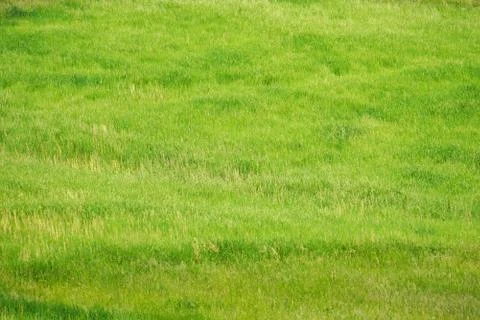 Fresh spring green grass background texture straight Stock Photos