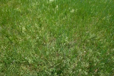 Fresh spring green grass background texture straight Stock Photos