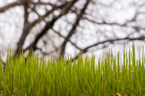 Fresh spring green grass background Stock Photos