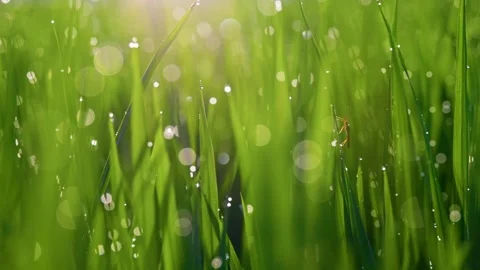Fresh spring green grass with cute bokeh circles. Wet grass with waterdrops sway Stock Footage 275074674