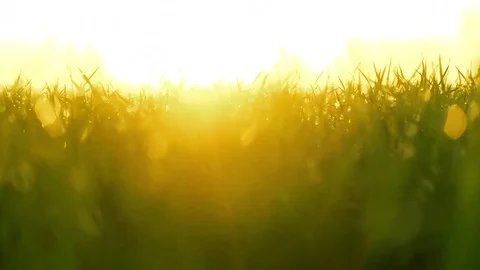 Fresh spring green grass with dew in the morning sun. smooth movement Vídeos de archivo 83956470