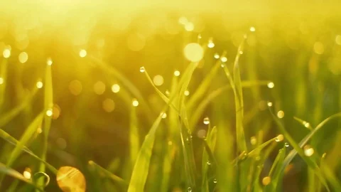 Fresh spring green grass with dew in the morning sun. smooth movement Vídeos de archivo 83956597