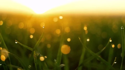 Fresh spring green grass with dew in the morning sun. smooth movement Vídeo Stock 83956723