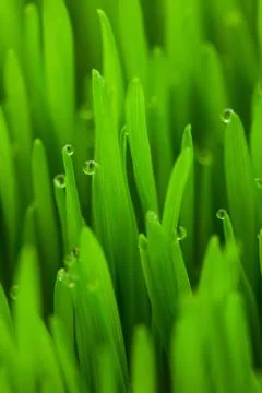Fresh spring green grass with drops / vertical Stock Photos