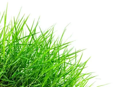 Fresh spring green grass isolated on white background Stock Photos