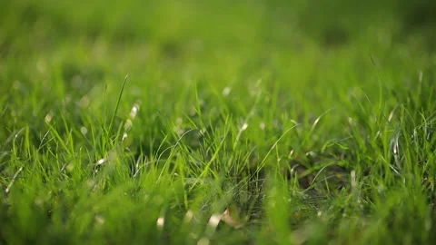 Fresh spring green grass on the lawn. Grass close-up. Stock Footage 153047633