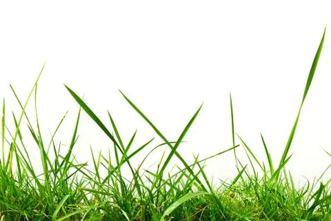 Fresh spring green grass Stock Photos