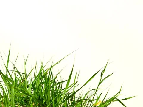 Fresh spring green grass Stock Photos