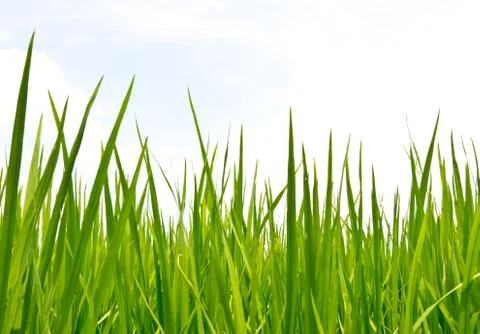 Fresh spring green grass Stock Photos