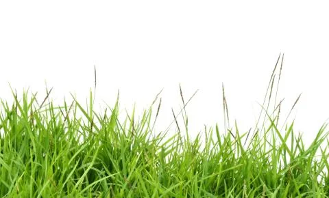 Fresh spring green grass Foto stock