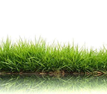 Fresh spring green grass 스톡 사진
