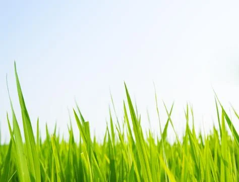 Fresh spring green grass Stock Photos