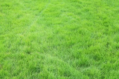 Fresh spring green grass Stock Photos