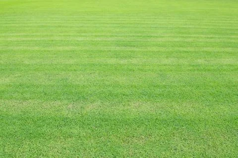 Fresh spring green grass Stock Photos