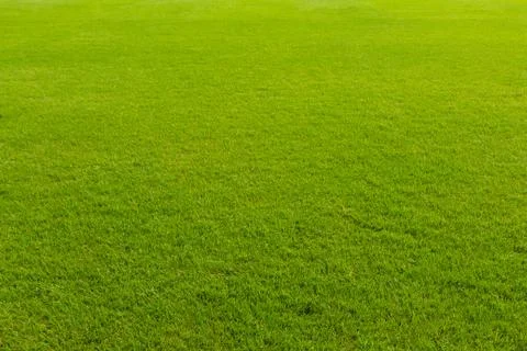Fresh spring green grass Stock Photos