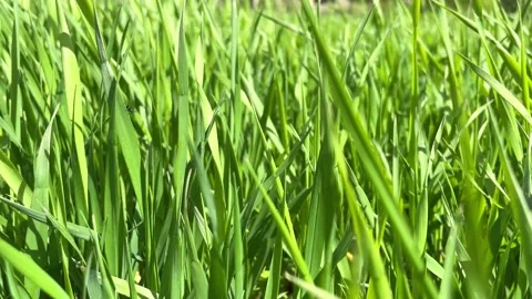 Fresh spring green grass sways from a light breeze Stock Footage 197178862