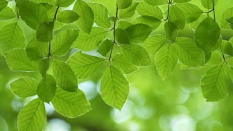 Fresh spring green leaves background. Leaves on branch sway in the wind. Blurred Stock Footage 137800957