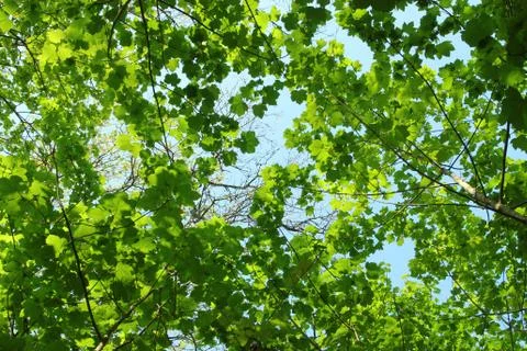 Fresh spring green tree leaves canopy in a forest. Stock Photos
