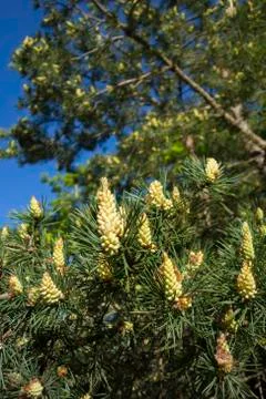 Fresh spring growth Stock Photos