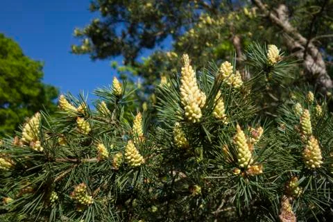 Fresh spring growth Stock Photos