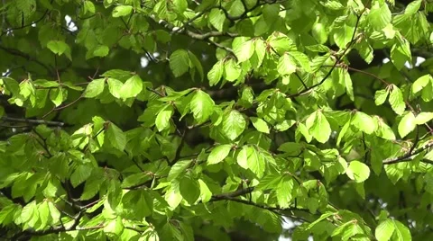 Fresh spring growth with tranquil tree leaves blowing in the wind Stock-Footage 48846599