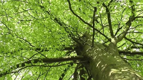 Fresh spring growth with tranquil tree leaves blowing in the wind Stock-Footage 48846993