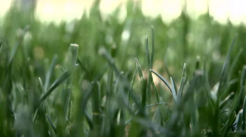 Fresh Spring Lawn Vidéo 37308865