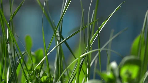 Fresh spring lawn grass. Stock Footage 186829702