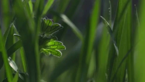 Fresh spring lawn grass. Video stock 186831219
