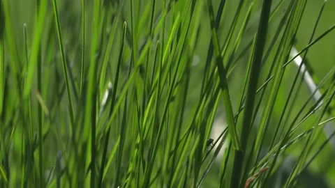 Fresh spring lawn grass. Stock Footage 186836061